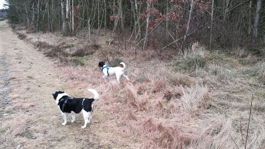 Dog-friendly-park in Folkeparken