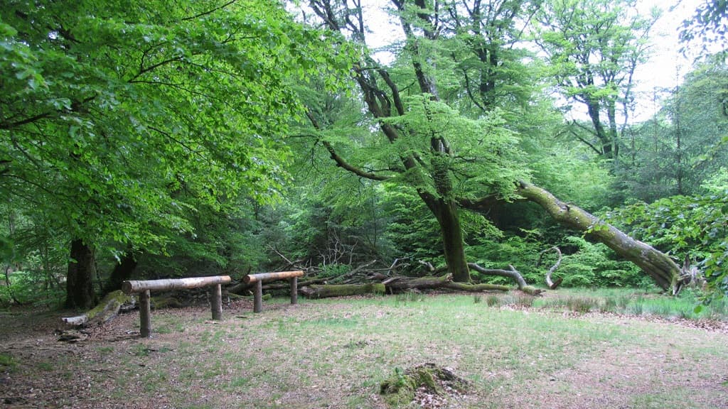 Sleeping in the wild in Rold Skov