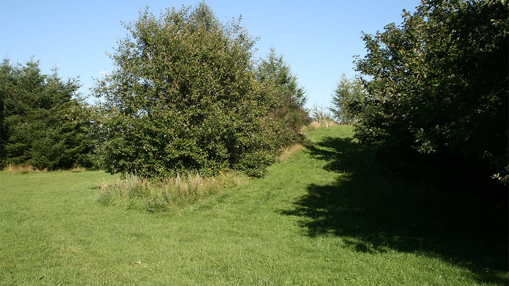Skoleskoven, Vejen