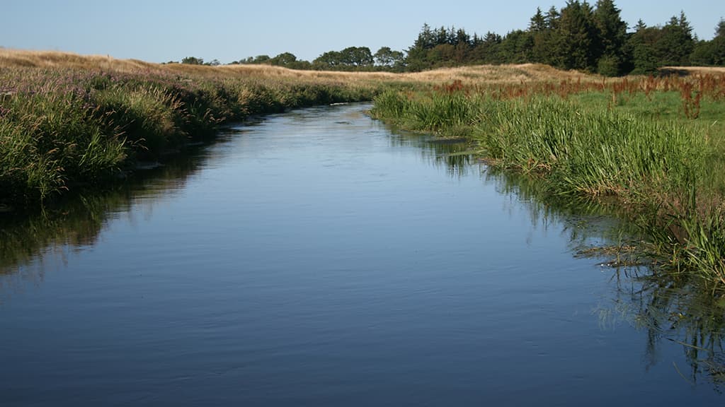 Kongeåen