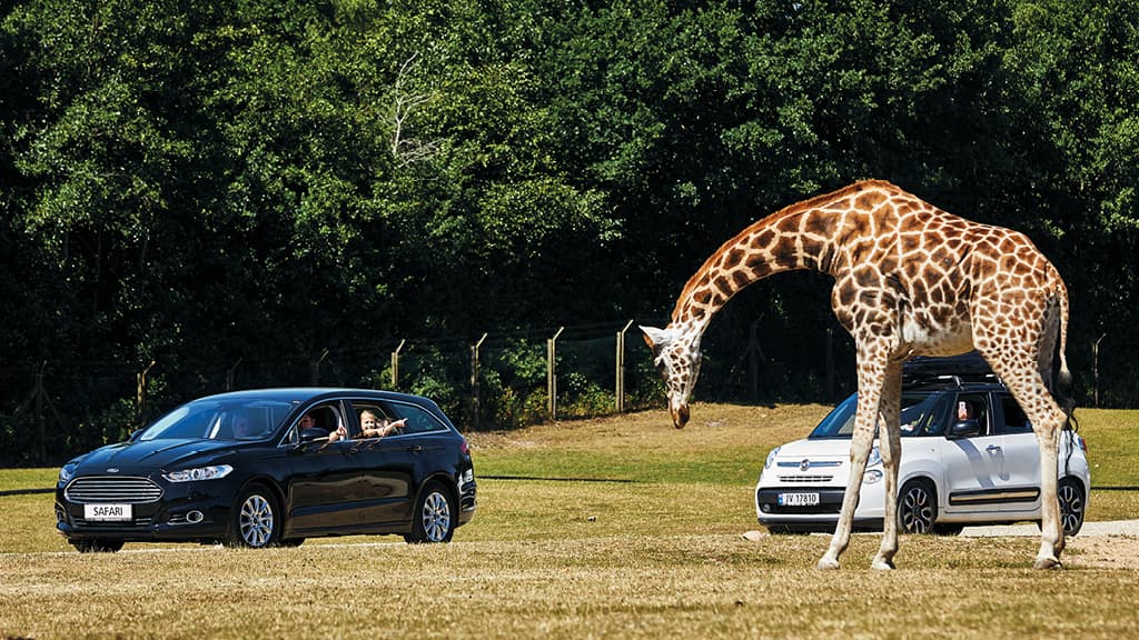 Eine Giraffe geht dicht an Autos in der Safariparkzone des GIVSKUD ZOO vorbei, während begeisterte Besucher aus den Fenstern schauen.