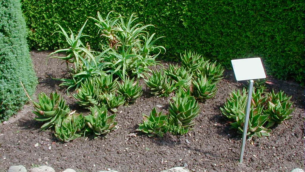 Bible garden
