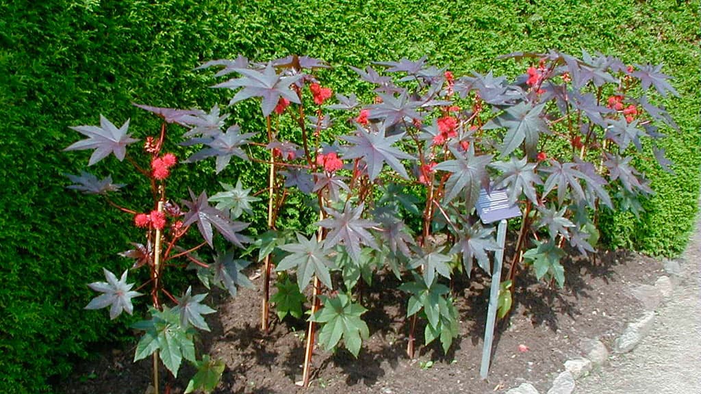Bible garden