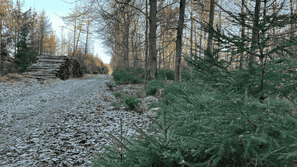 Frøslev Plantation