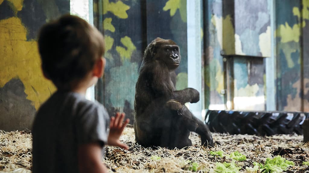 Ein Kind betrachtet fasziniert einen Gorilla hinter Glas im GIVSKUD ZOO, während das Tier ruhig in seinem Gehege zwischen Stroh und Grünzeug sitzt.
