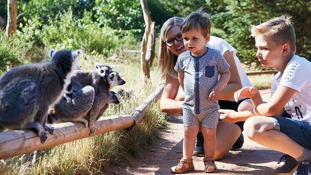 Eine Familie beobachtet neugierig eine Gruppe Lemuren auf einem Baumstamm im GIVSKUD ZOO, während die Tiere eng beieinander in der Sonne sitzen.